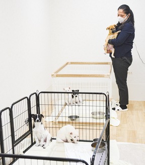 保護された子犬を抱く、理事の萩原さん