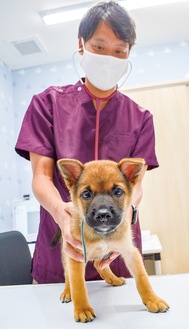 保護犬を検診する獣医師の一人・村上凌さん