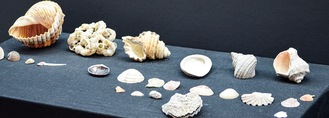 観音崎自然博物館に展示中の三浦半島で採れた貝