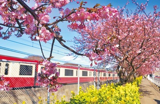 桜と菜の花が彩る線路沿いの並木道（2020年2月撮影）