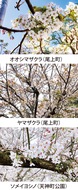 第54回　桜餅の葉｢オオシマザクラ｣　
