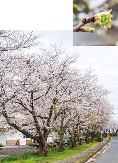 開花寸前の蕾(上/今年３月25日撮影)、満開の桜並木(下/昨年３月27日撮影)