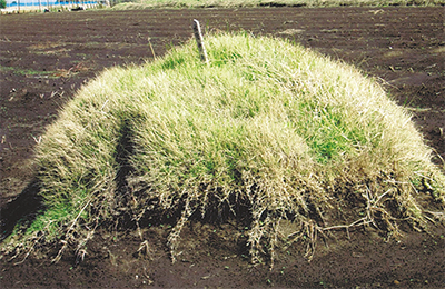 三浦の散歩道  〈第71回〉