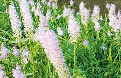 三浦の散歩道  〈第91回〉