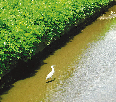 三浦の散歩道  〈第116回〉