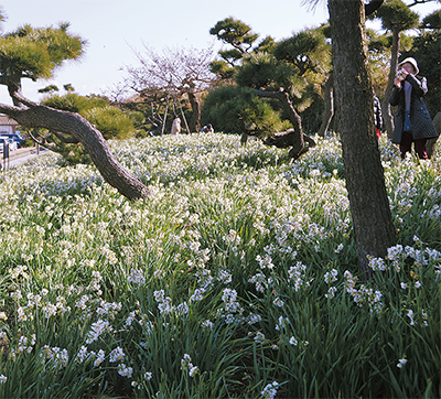 早春運ぶ 水仙の香り 城ヶ島公園で見ごろ 三浦 タウンニュース