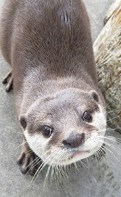 カワウソが“お嫁入り”