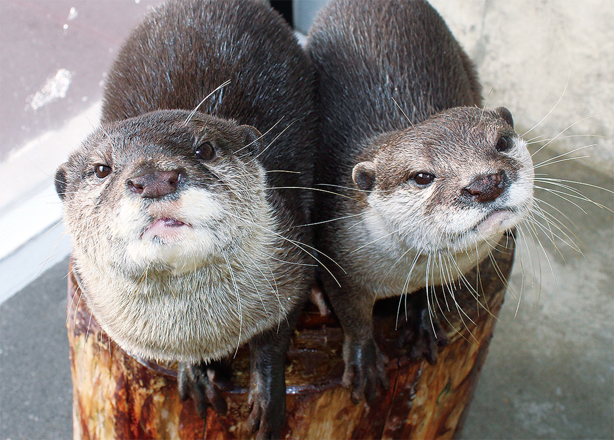 素敵な名前つけて コツメカワウソの愛称募集 三浦 タウンニュース