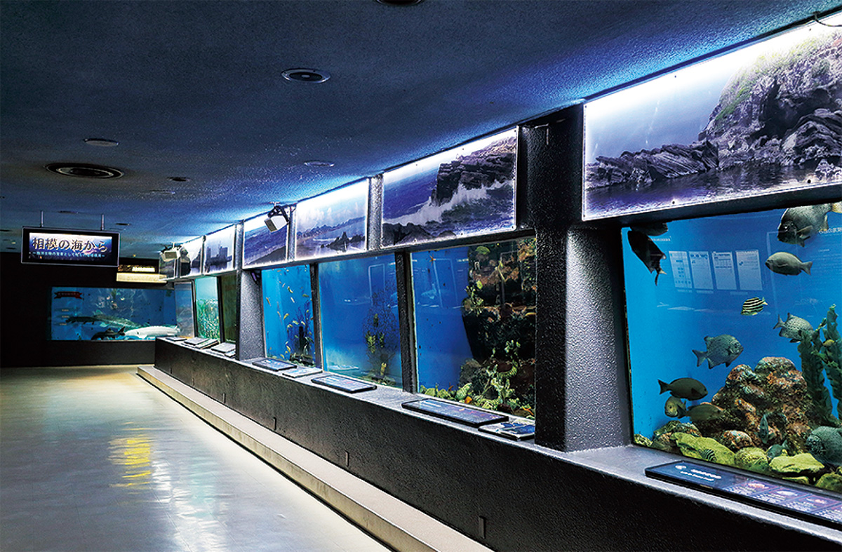 水族館が 魚人島 に変身 アニメ ワンピース コラボ 三浦 タウンニュース
