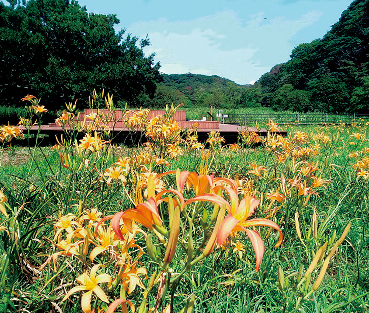 ハマカンゾウ一緒に守って Npoが栽培協力よびかけ 三浦 タウンニュース