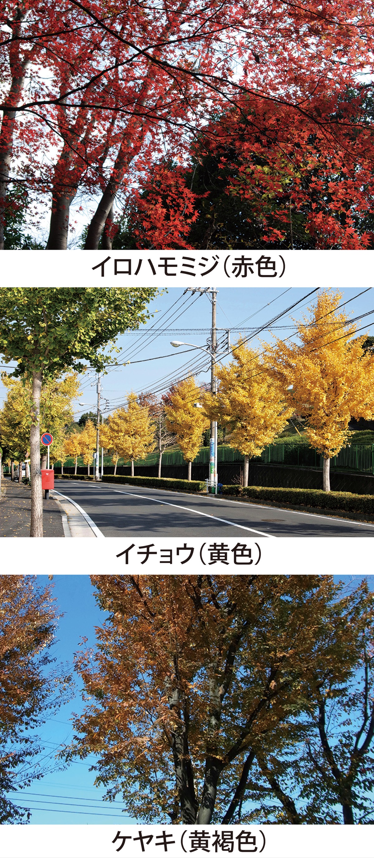 第１回　紅葉狩り