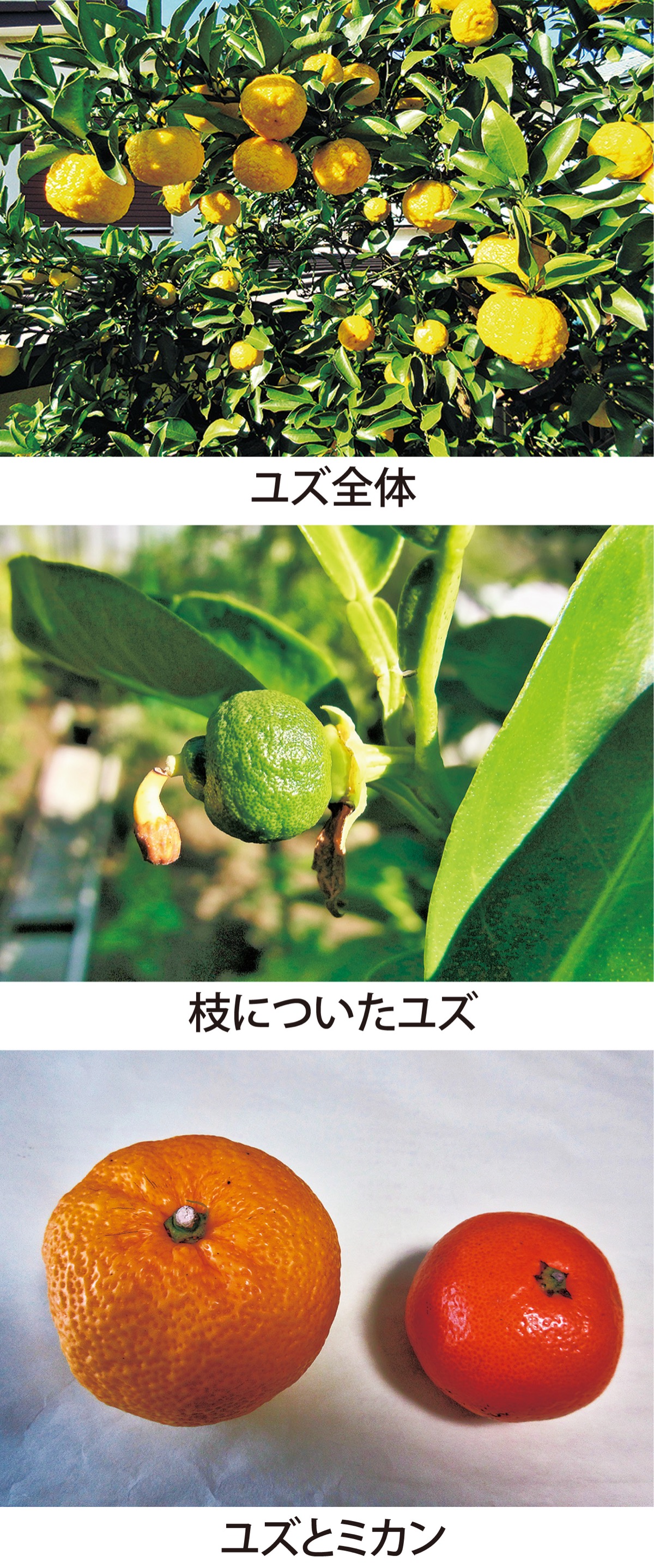 第２回　冬至（12月22日）にはユズ湯