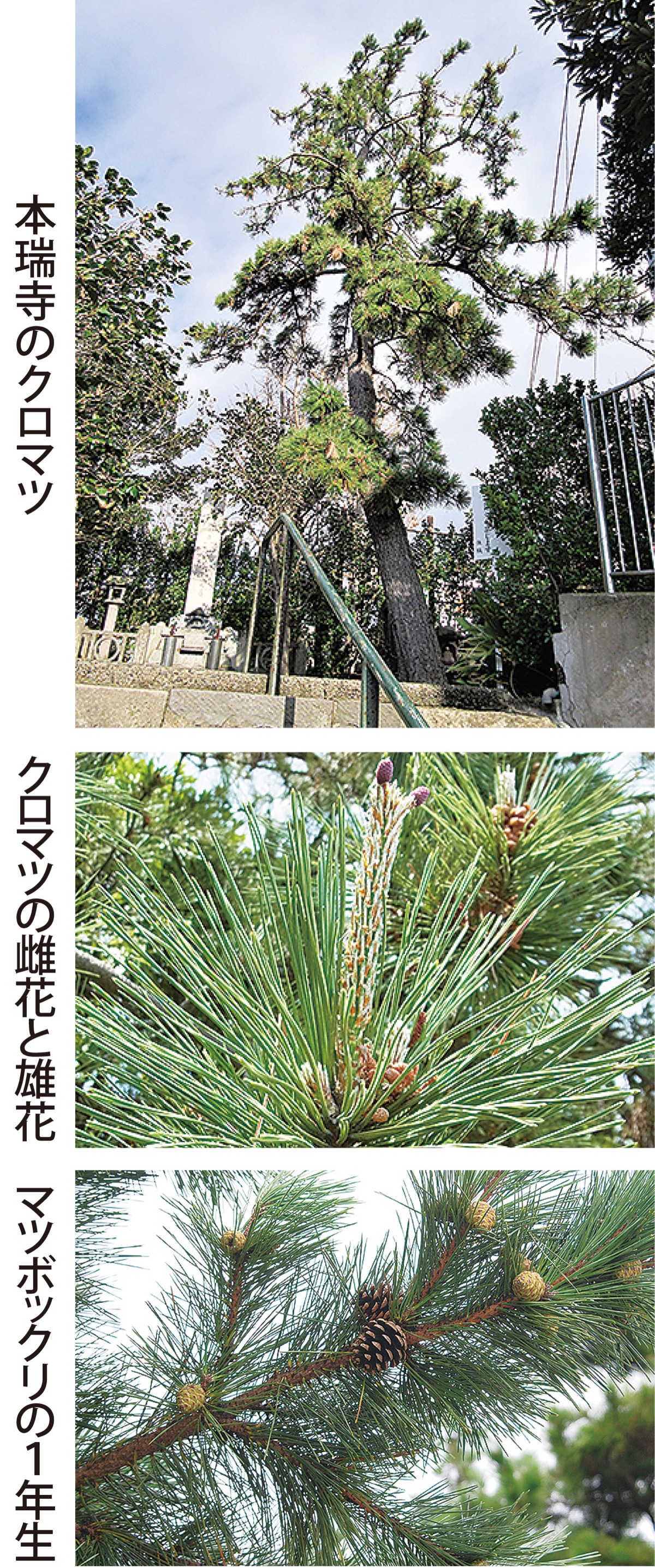 第３回　正月に立てる門松「クロマツ」