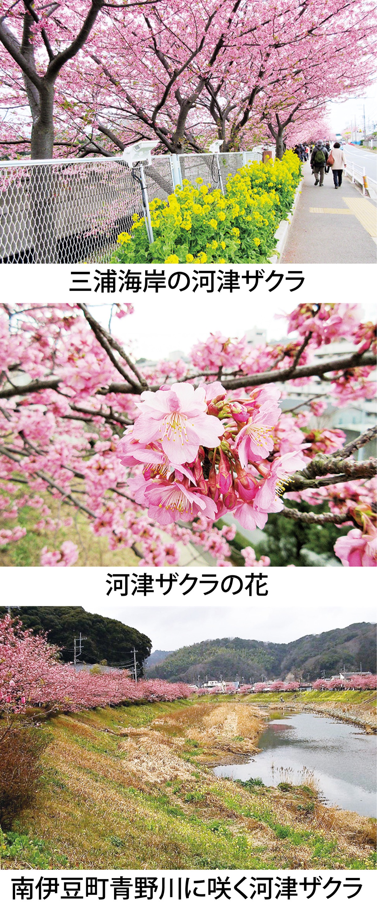 第4回　「河津ザクラ」は偶然の発見