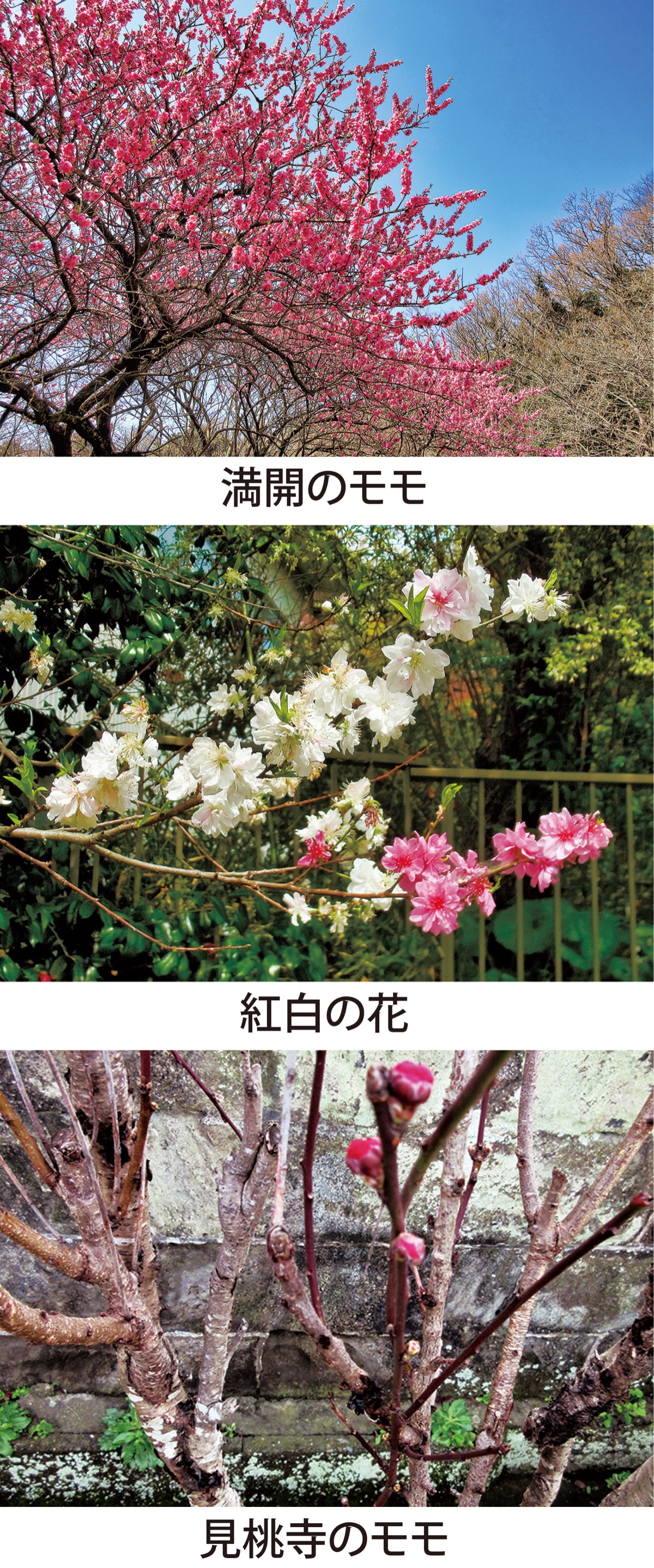 第5回　雛人形に「モモ」は飾らない