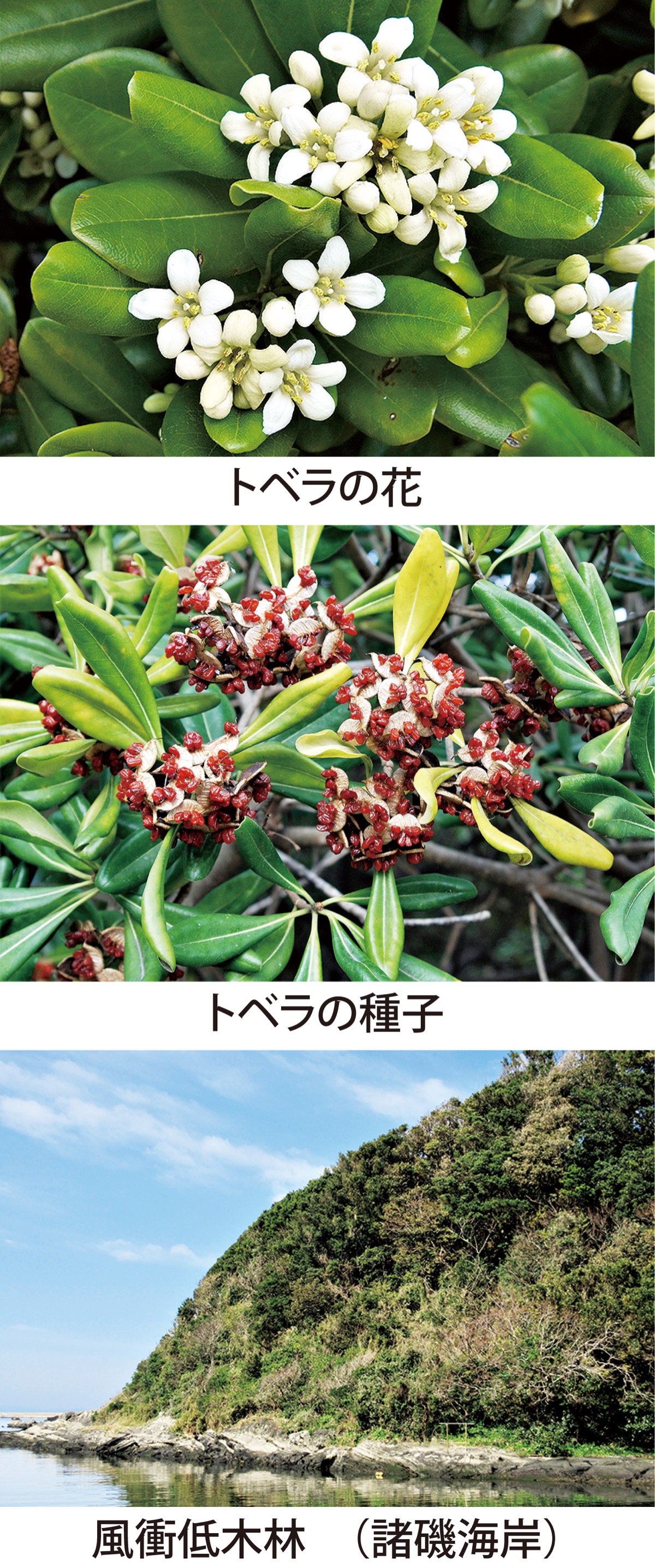 第7回　竈（かまど）の神も嫌う「トベラ」