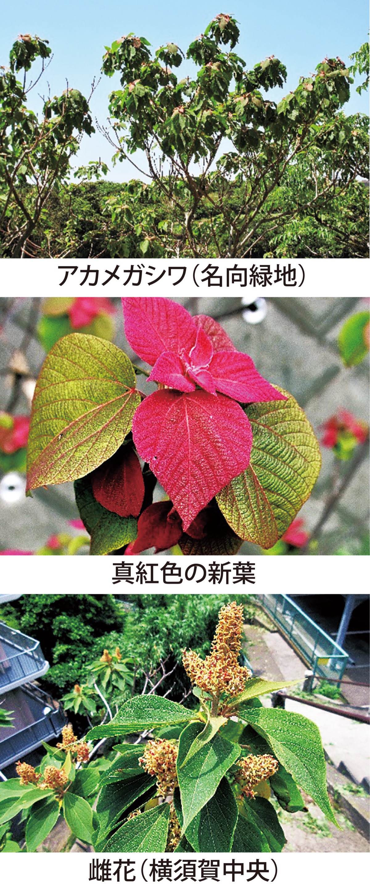 第8回　用心棒にアリを雇う