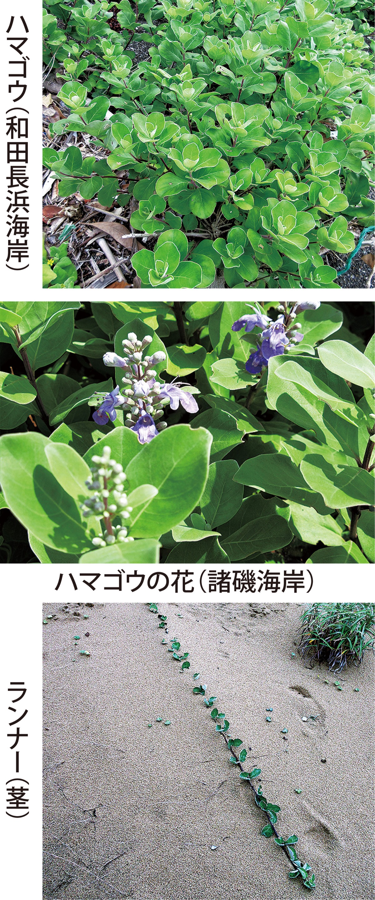 第10回　小野嵐山も愛用した？「ハマゴウ」