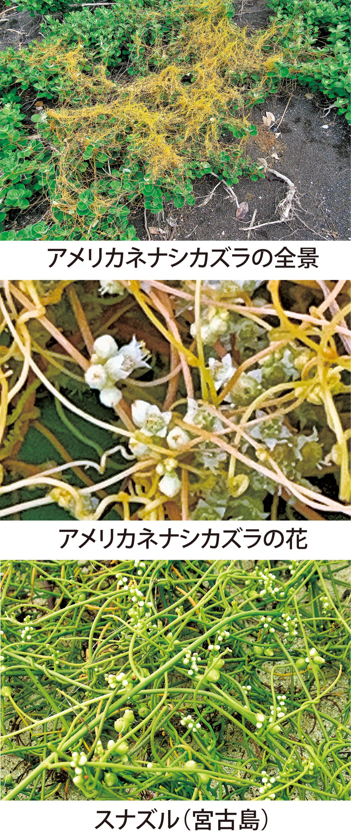 第11回　外来種「アメリカネナシカズラ」