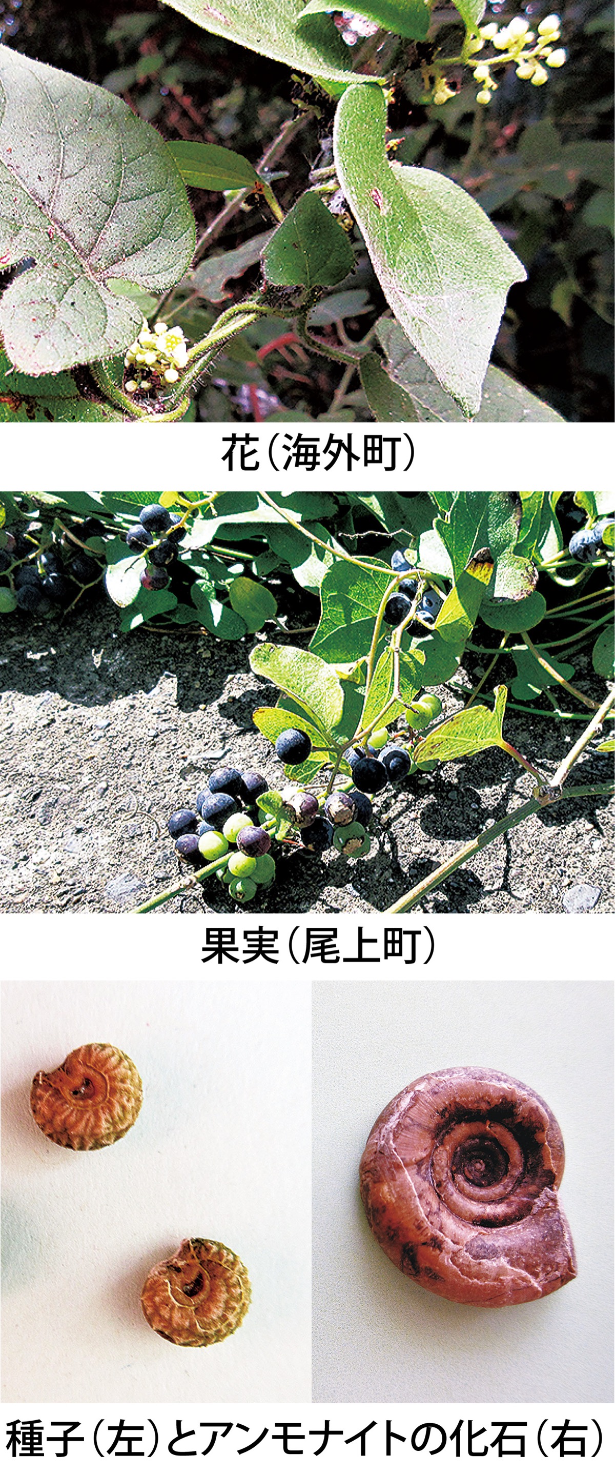 第12回　「アオツヅラフジ」の種の模様が