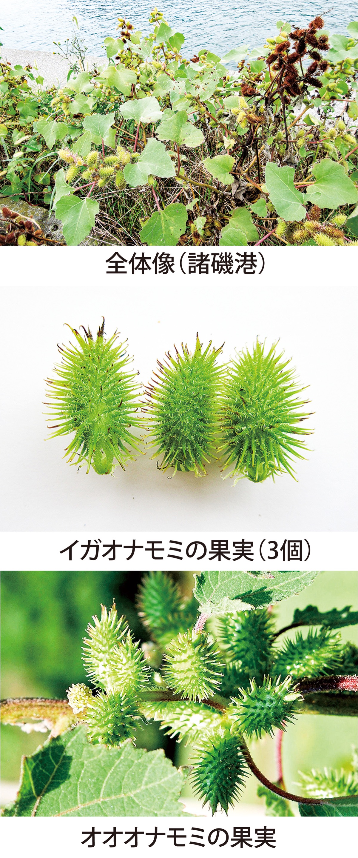 第13回　マジックテープの原型「イガオナモミ」