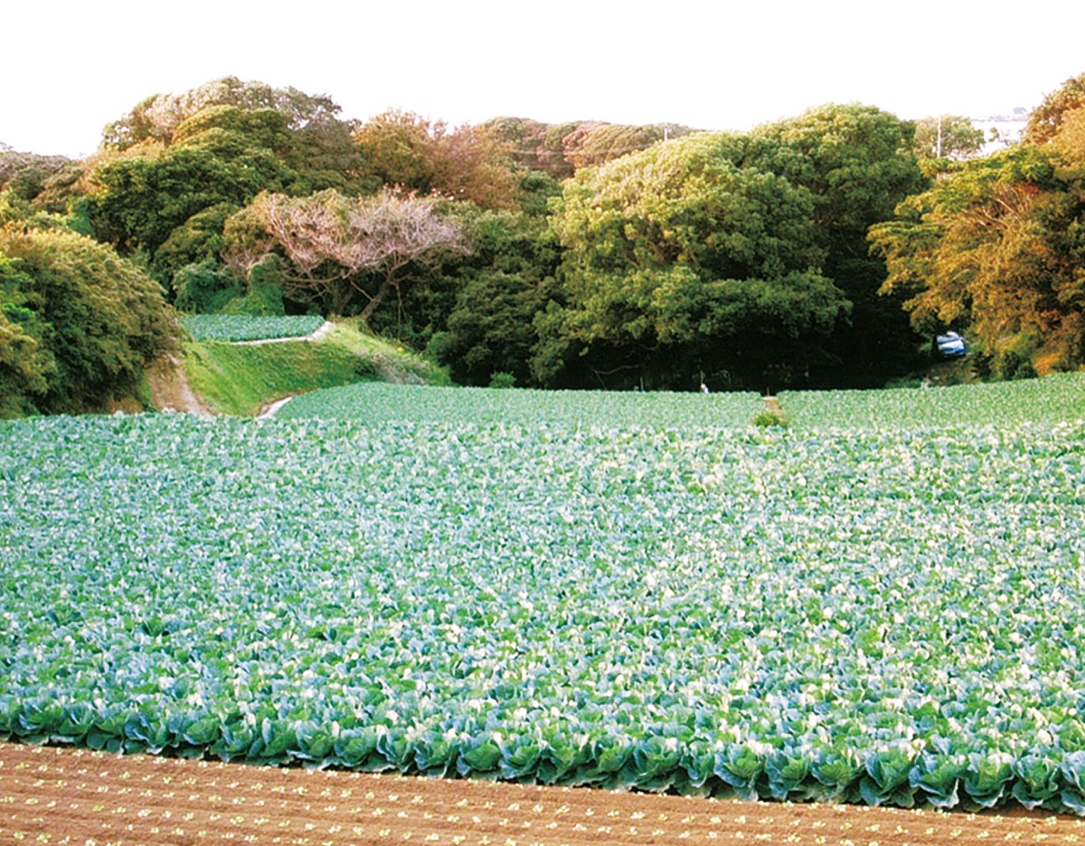 三浦の咄（はなし）いろいろ