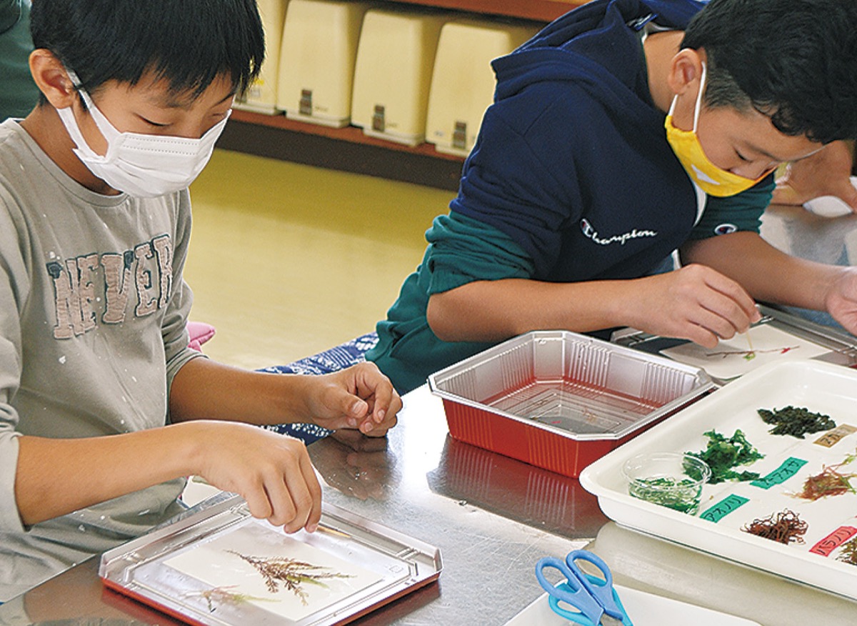 海藻おしばでアート (写真2)