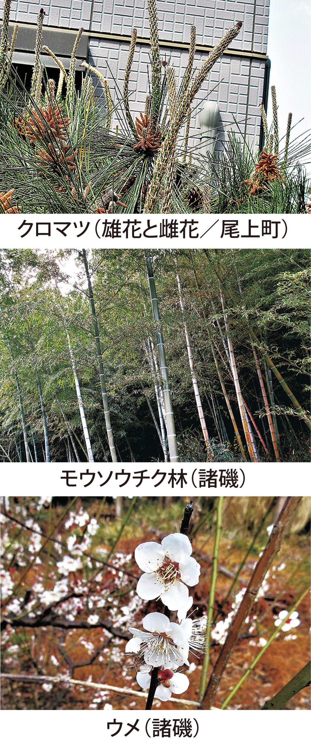 特別編　「松竹梅」はなぜ目出たいの？