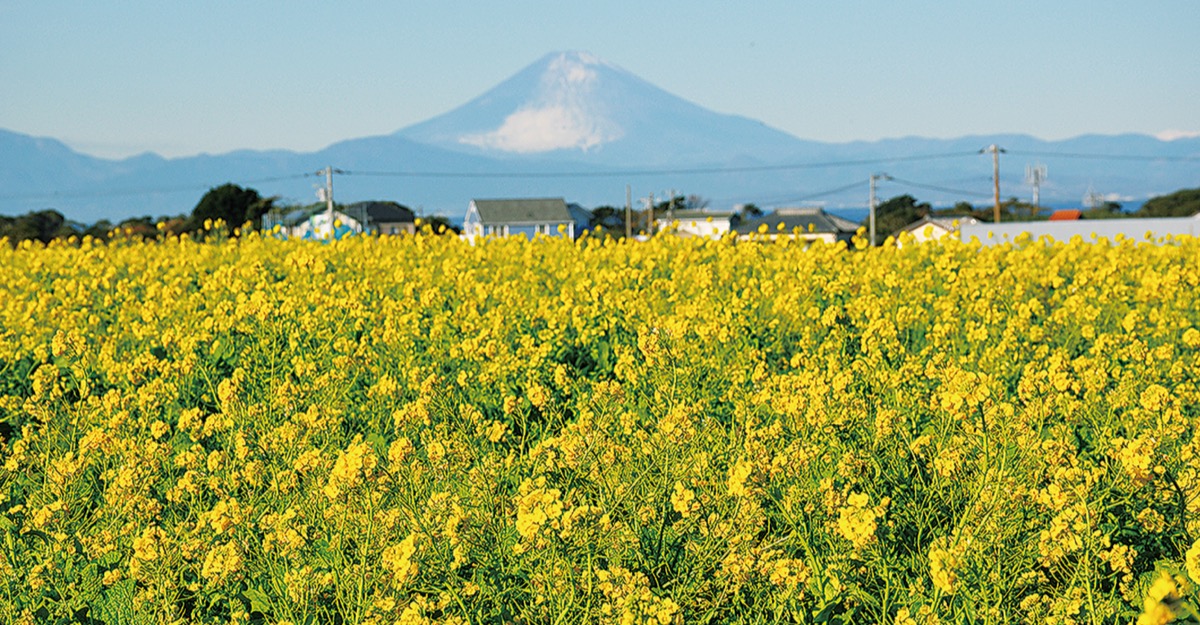 富士と菜の花の競演