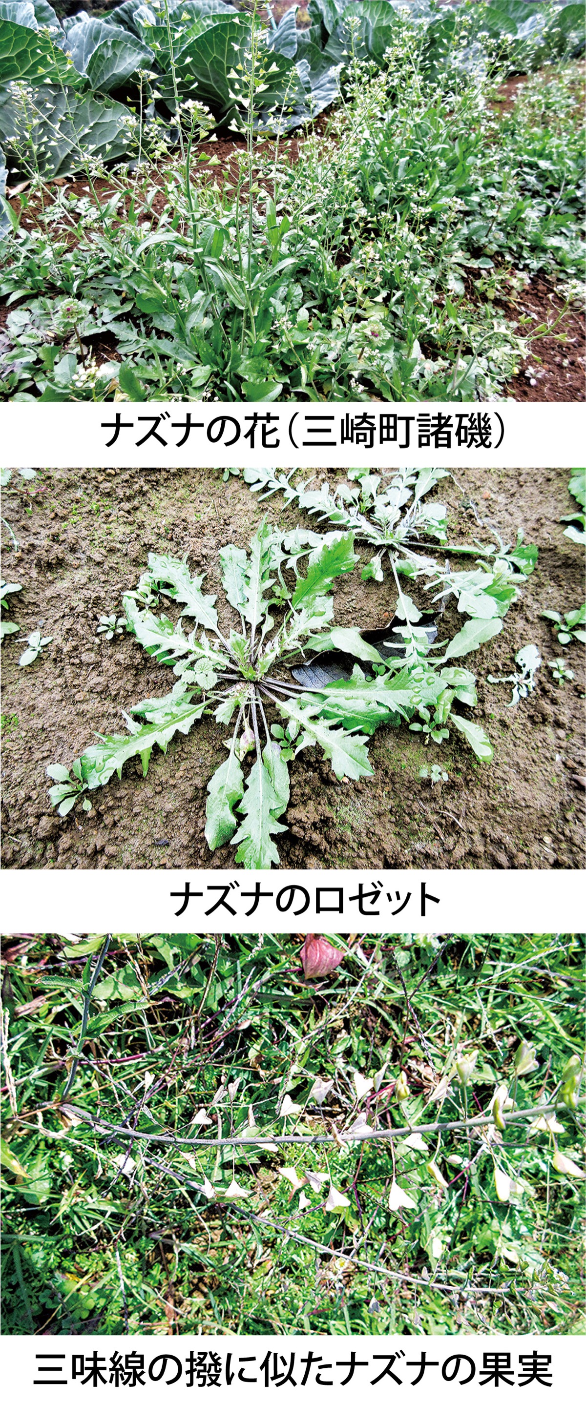 第15回　七草粥を代表する「ナズナ」