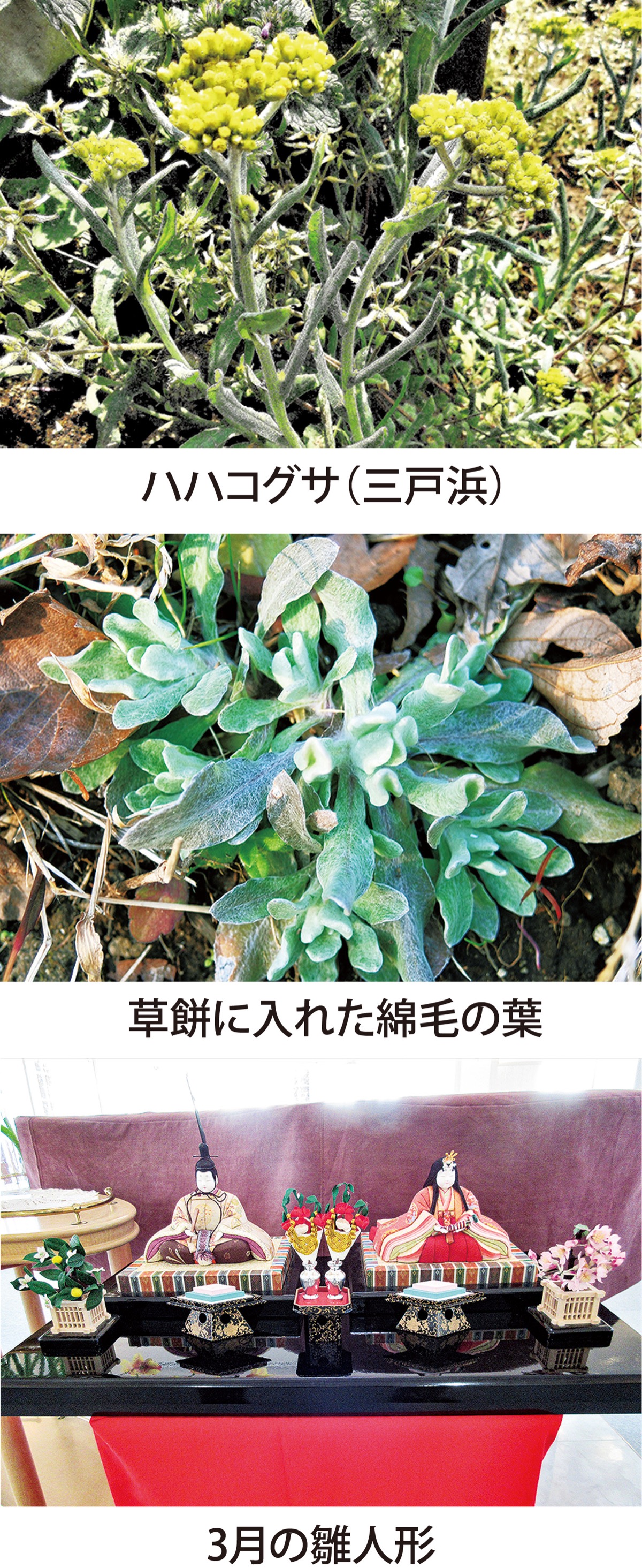 第17回　草餅に使う「ハハコグサ」