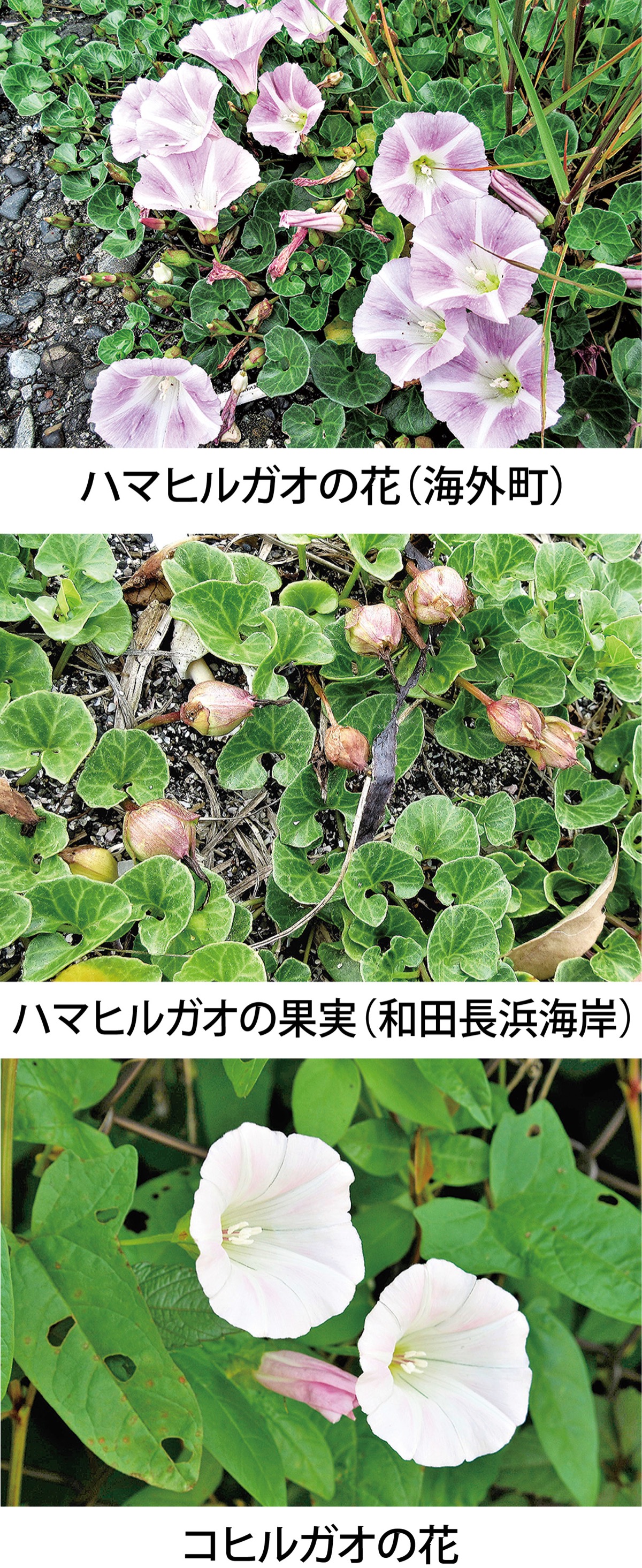 第18回　パイオニア精神の「ハマヒルガオ」