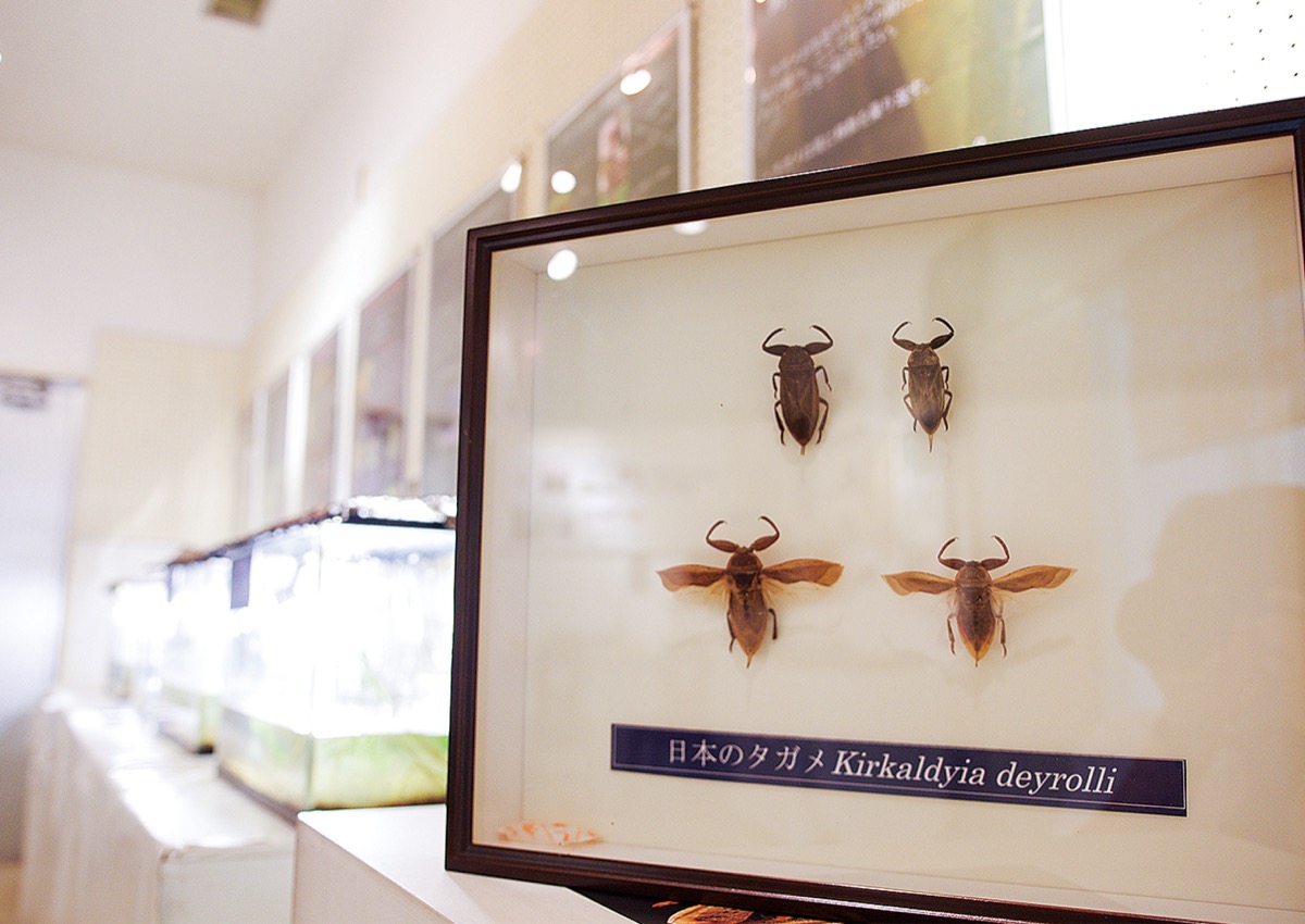 観音崎自然博物館 タガメの謎に迫る 学芸員が研究をパネル展示 三浦 タウンニュース