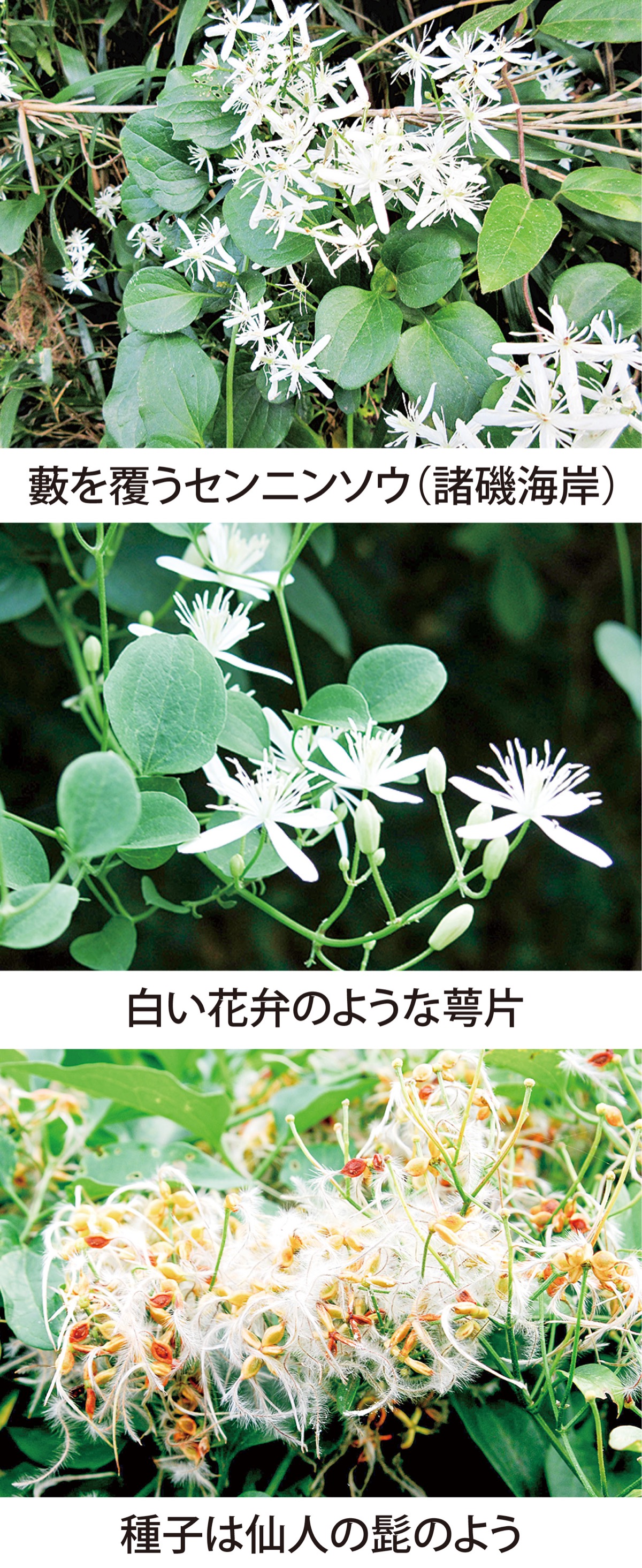 第23回　白髪の種に変わる「センニンソウ」