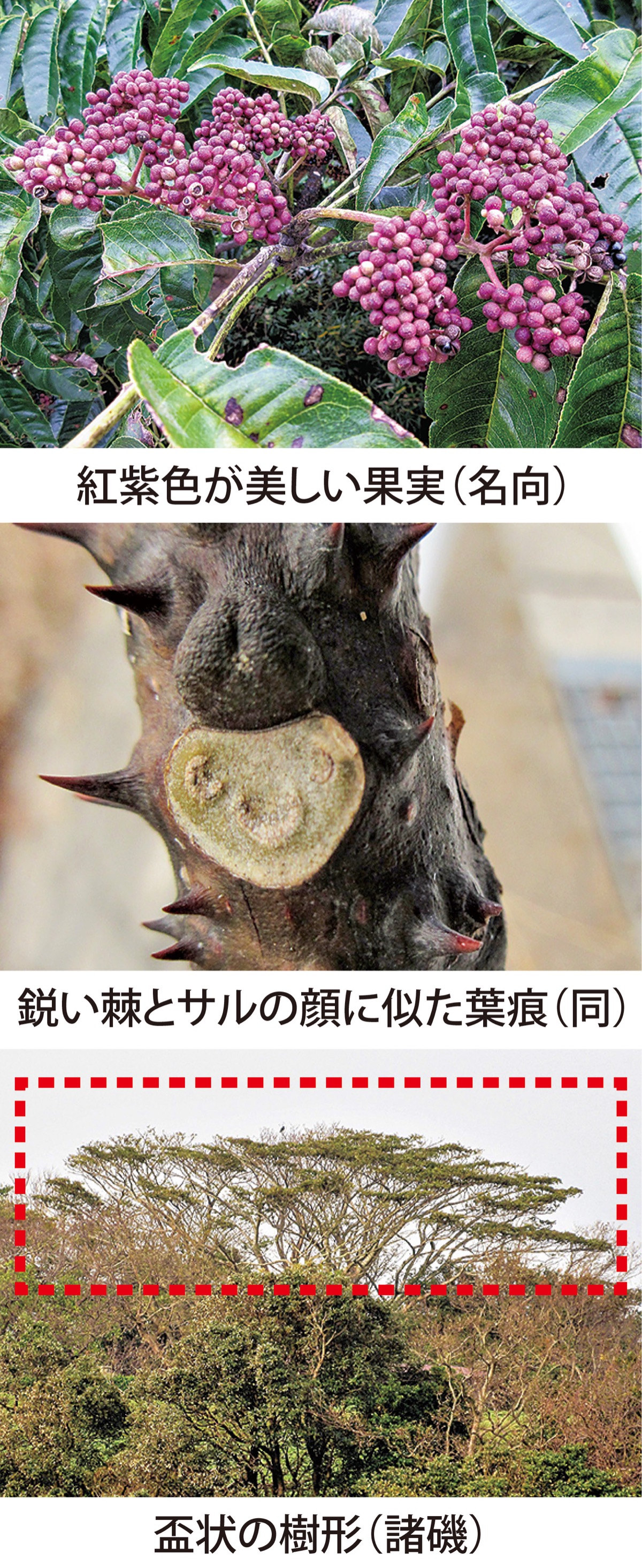 第25回　「カラスザンショウ」の見どころ