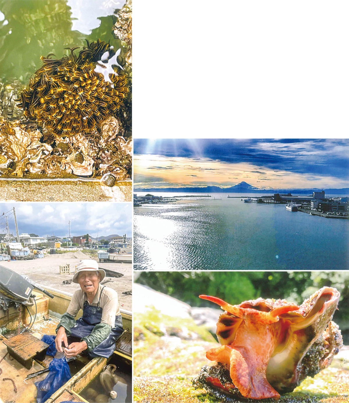 三浦の海、活写