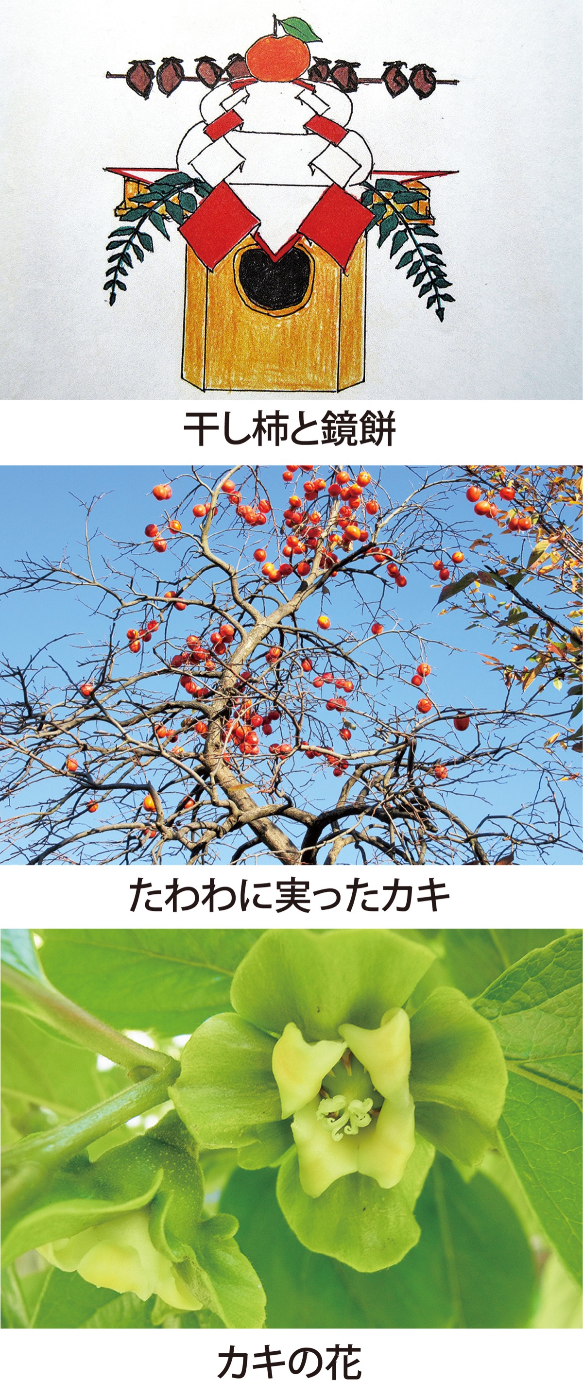 特別編　「カキ」を供えた鏡餅