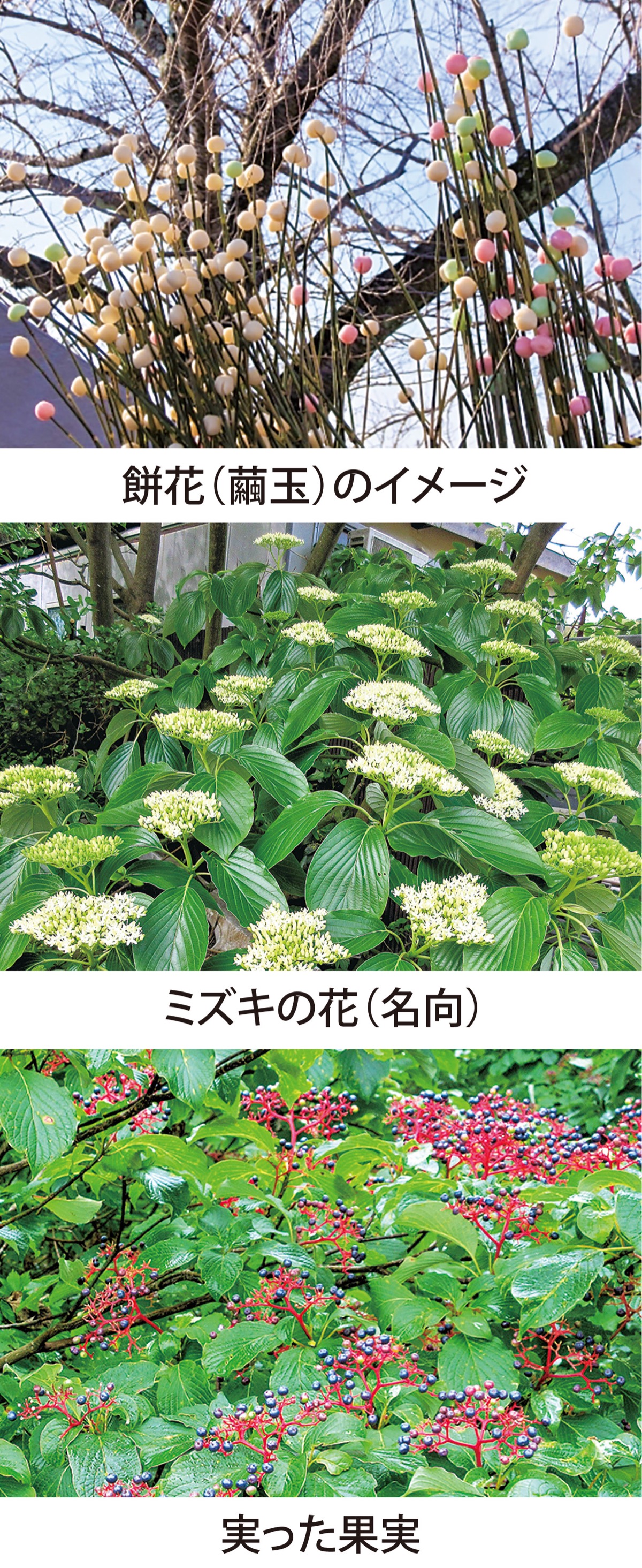 第27回　枝に餅を刺して祝う「ミズキ」