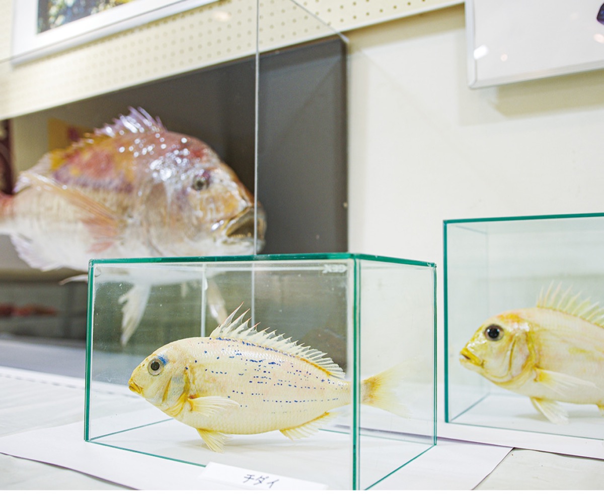 “愛で鯛”企画展