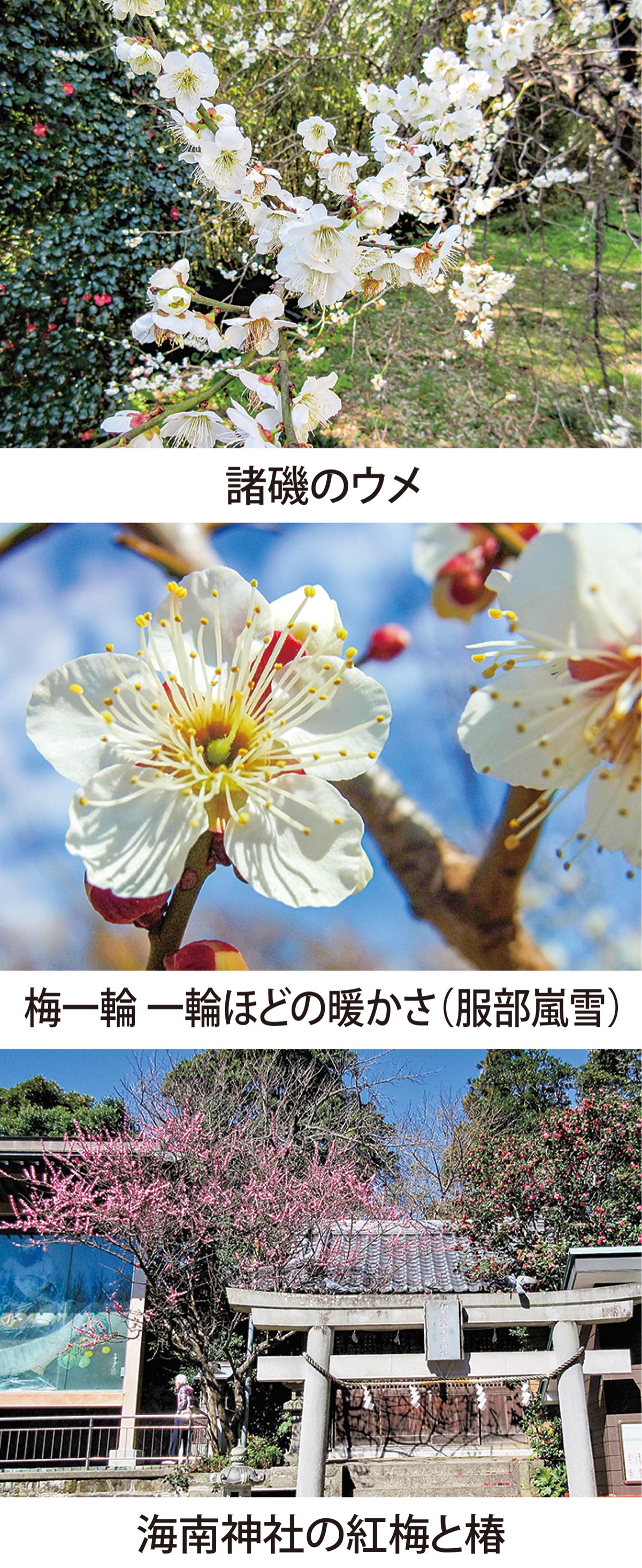 第28回 「ウメ（梅）」にメジロが似合う