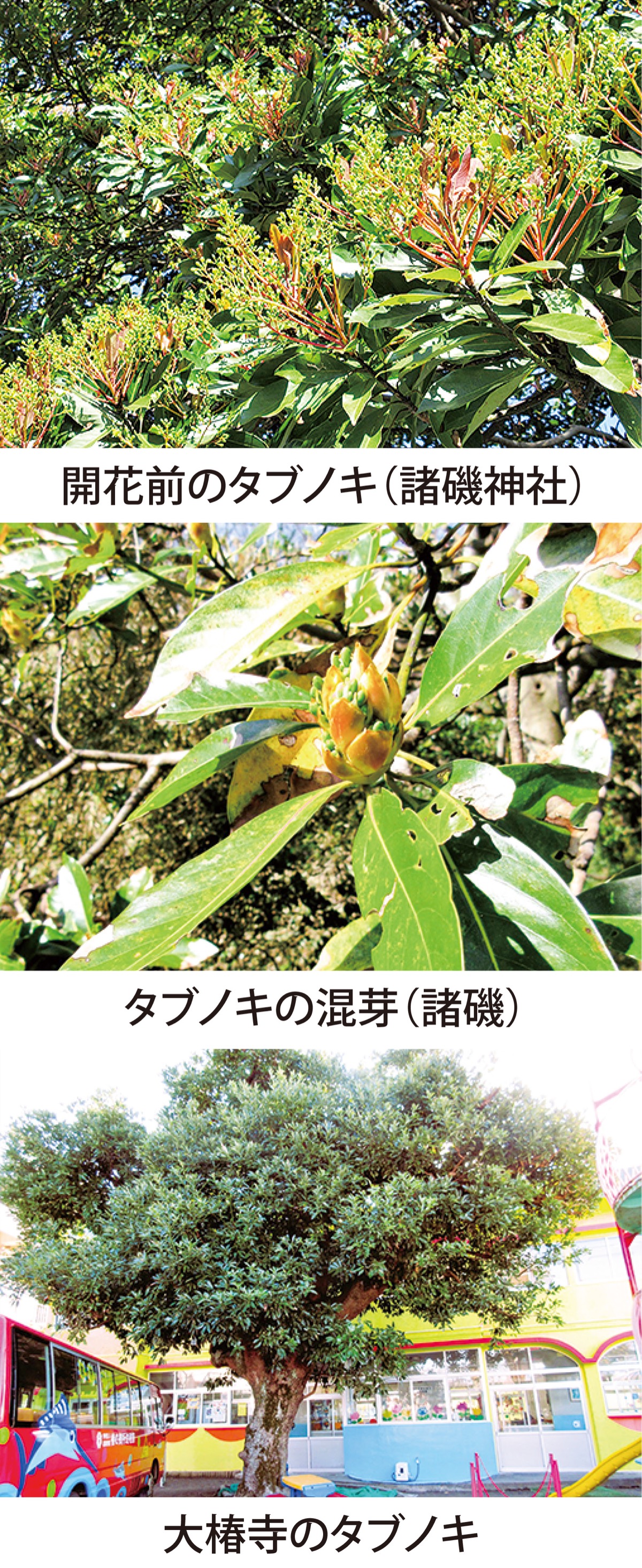 第30回「タブノキ」は花芽と葉芽が一つの芽
