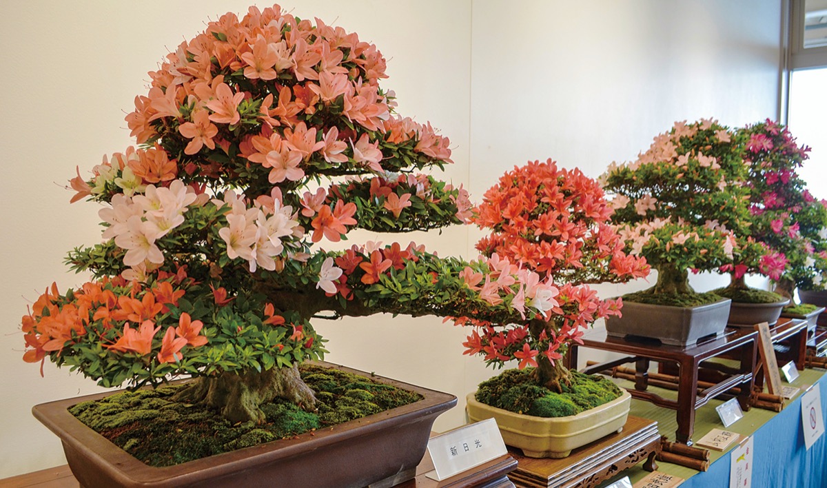 さつき盆栽花季展 三浦から４人が受賞 満開の花や幹の太さなど評価 