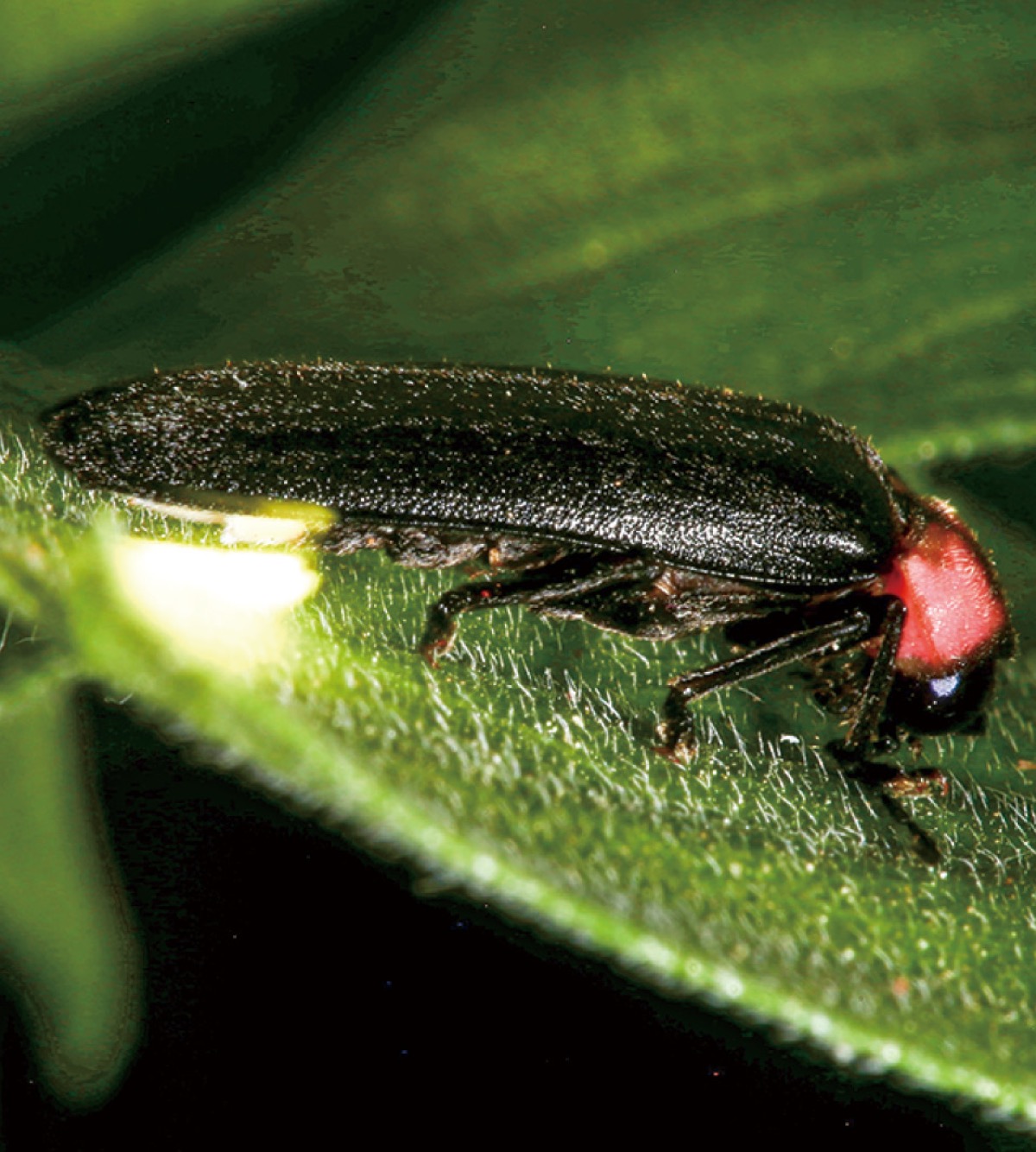 小網代の森ホタル観察 三浦 タウンニュース