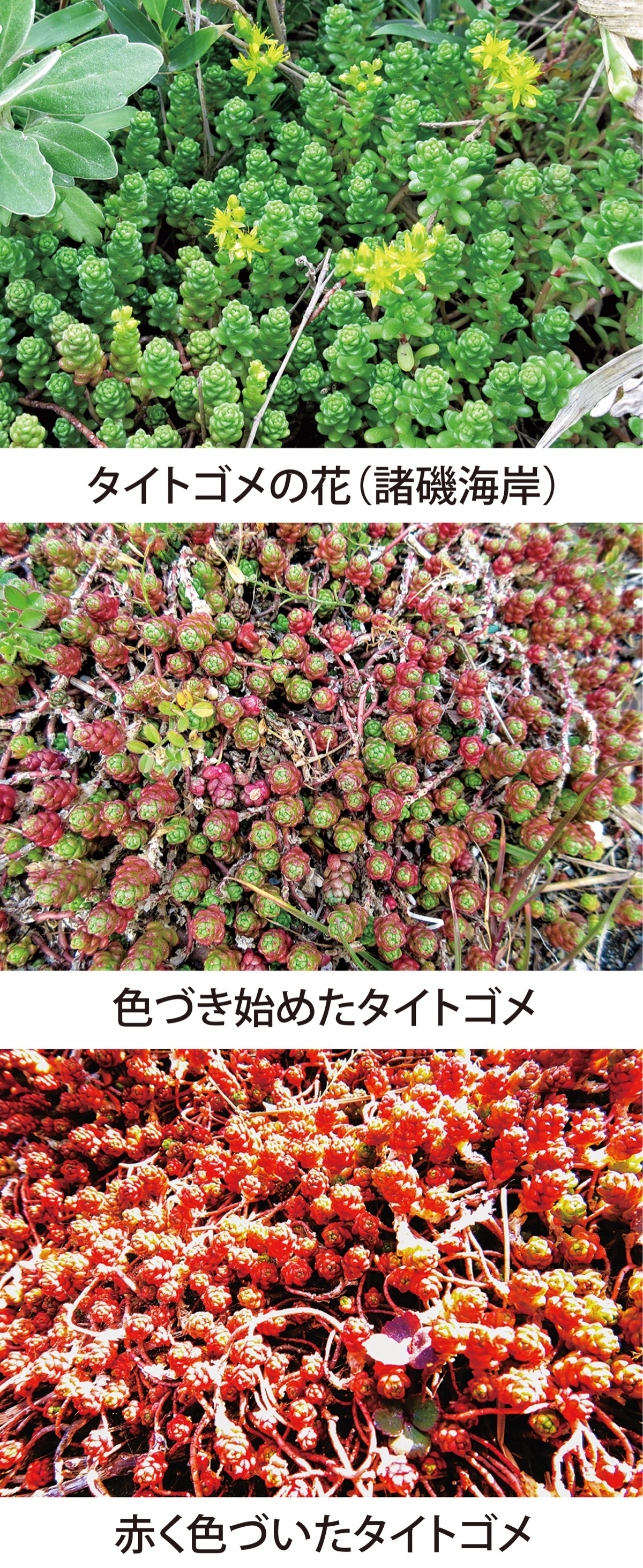 第32回　紅葉が美しい「タイトゴメ」