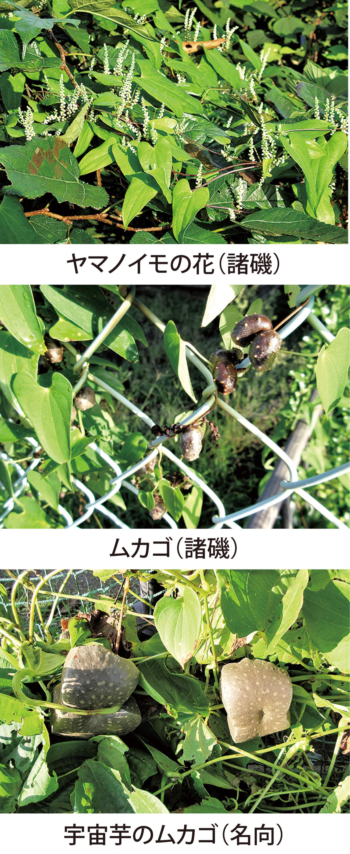 第34回　食べるとご機嫌になる「ヤマノイモ」