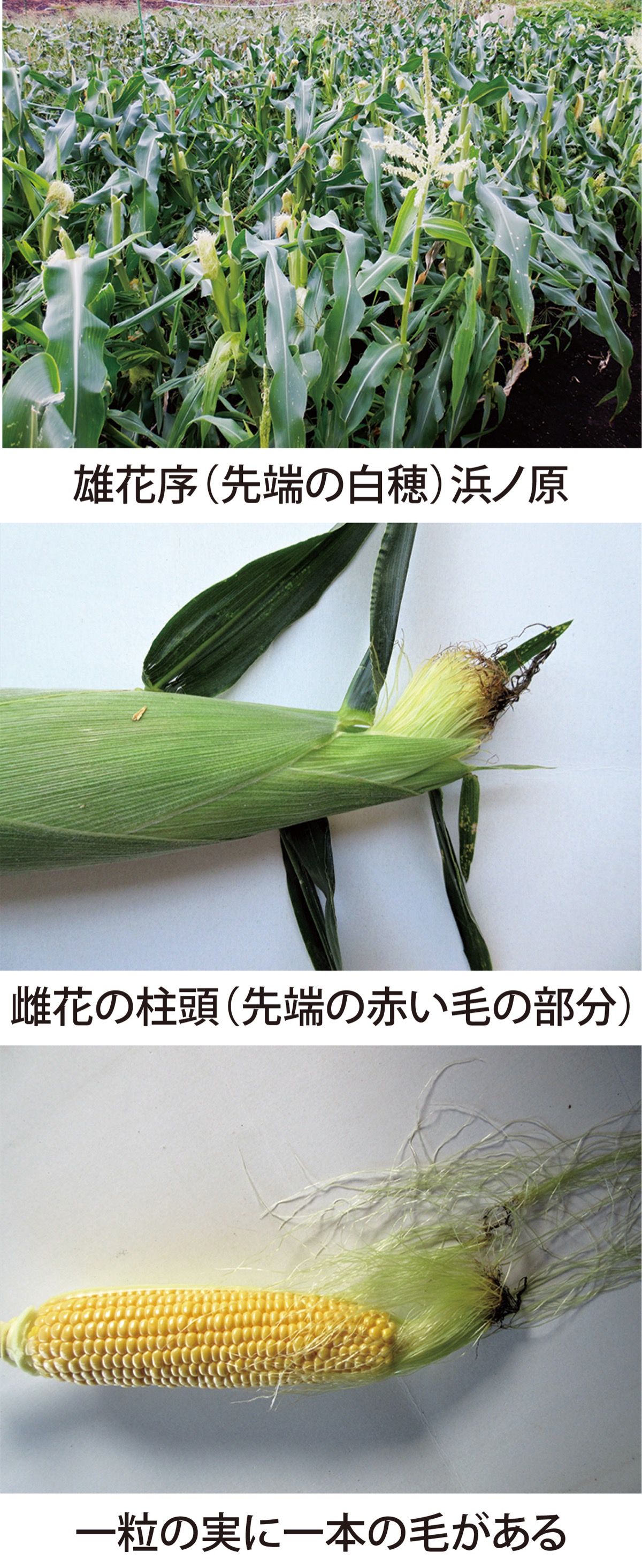 第35回　「トウモロコシ」の毛は実の数と同じ