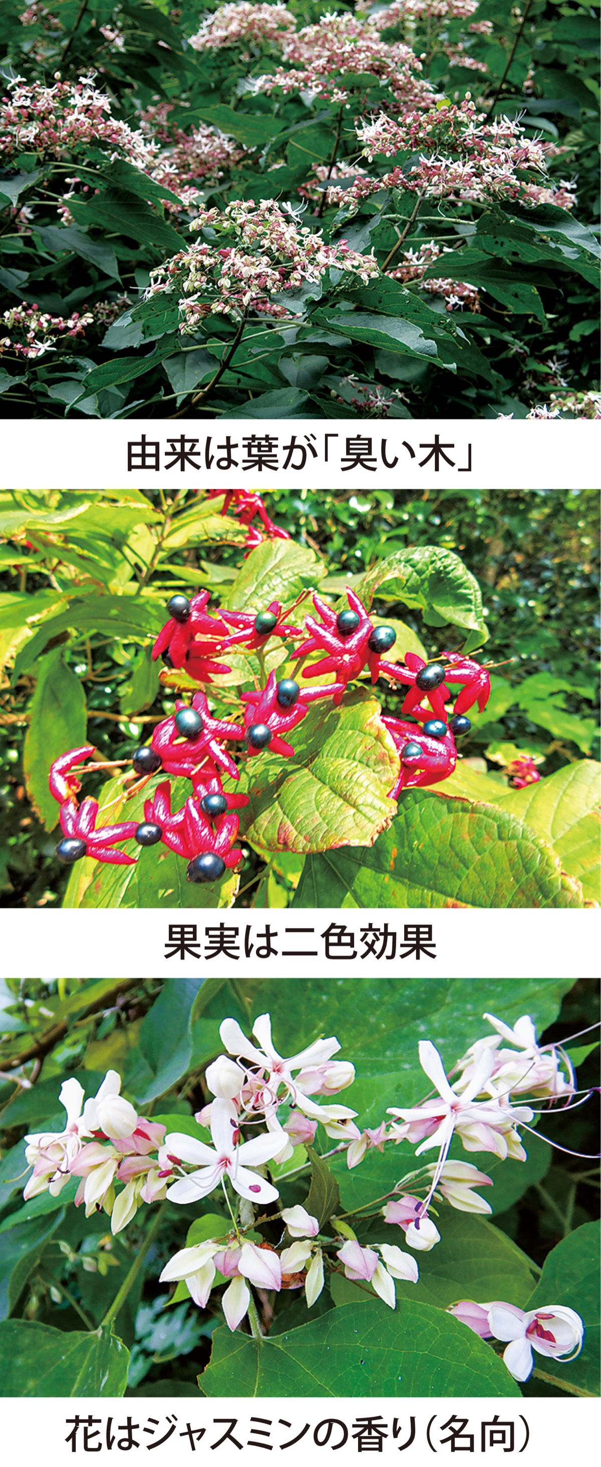 第37回　二色効果で鳥を誘う「クサギ」　　