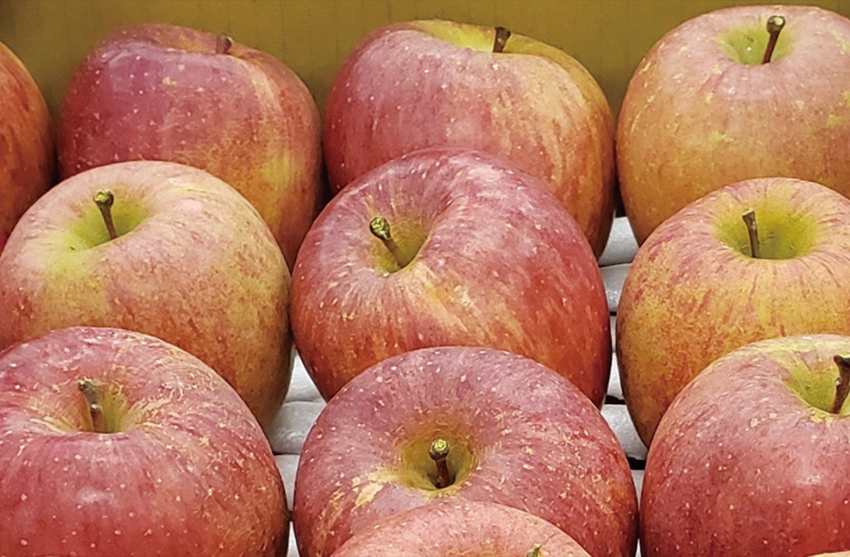 須坂産リンゴ詰め放題千円