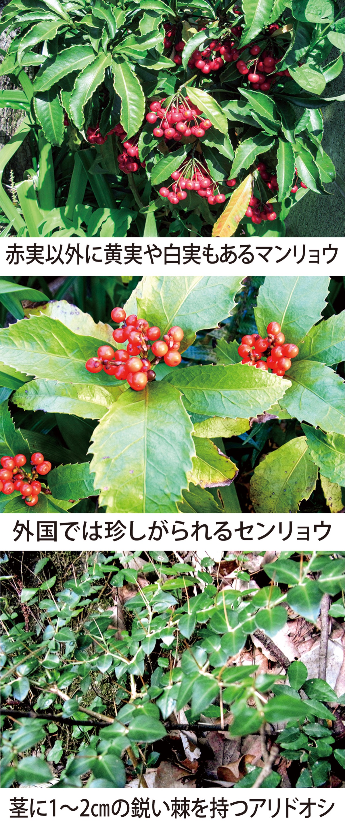 正月特別編「千両万両有り通し」