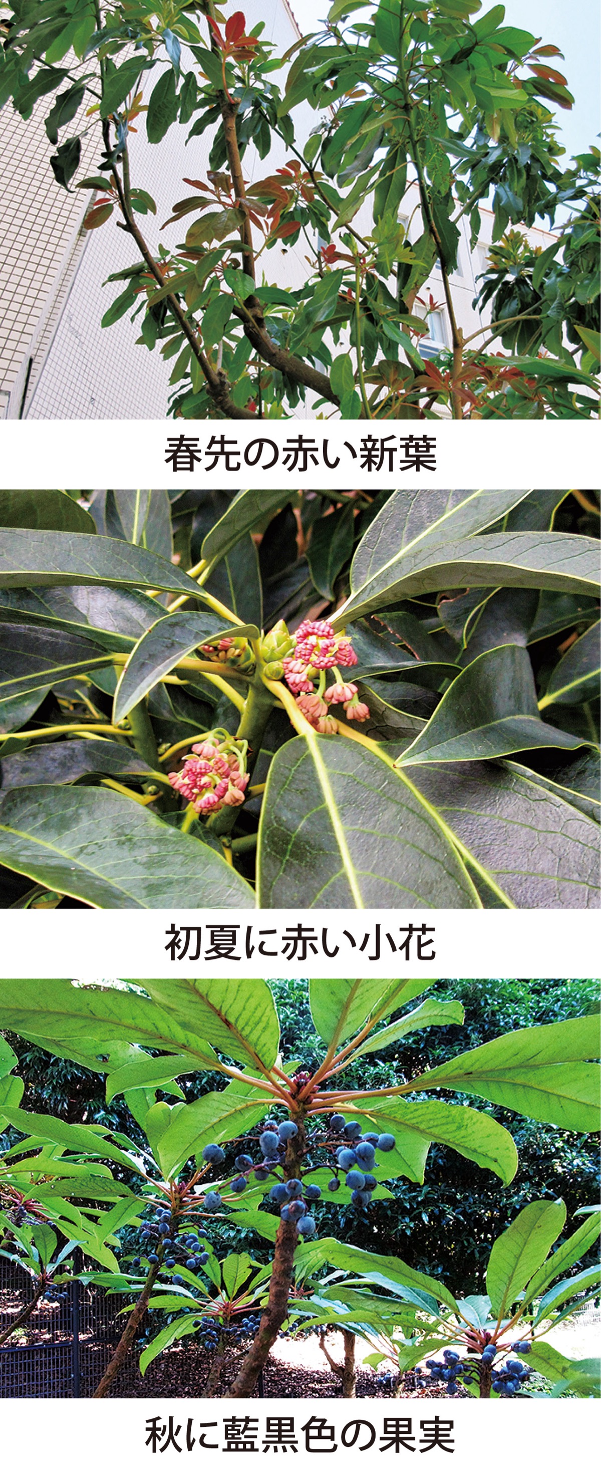 第38回　旧葉を落とし新葉に譲る「ユズリハ」　　　